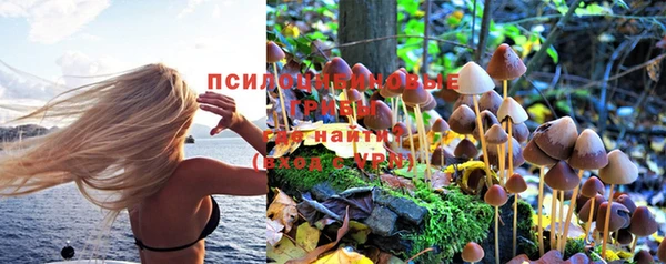 прущие грибы Алзамай